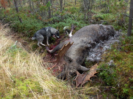 Jmthund med elgtyr / skydestok.dk