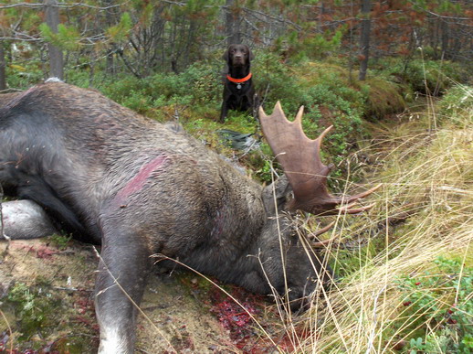 Stor elgtyr fra Jmtland i Sverige