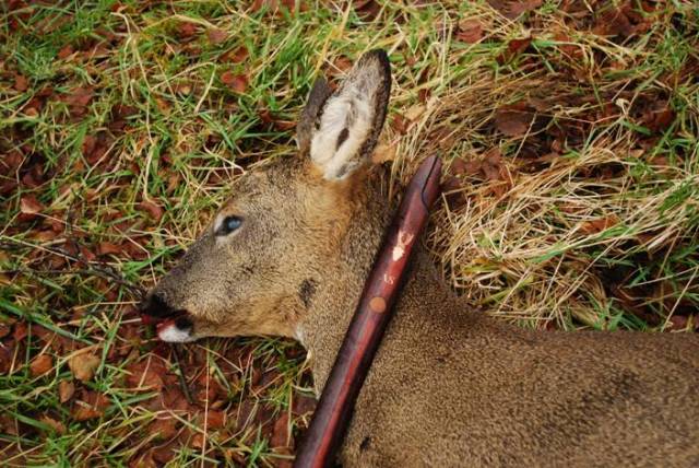 Roe deer and rifle stick. Photo Andrew S.