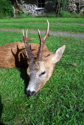 Buck, roe deer / skydestok.dk