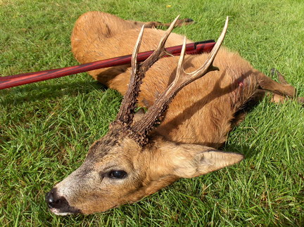 Medal roe buck / skydestok.dk