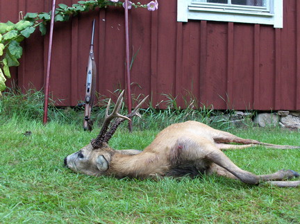 Roe buck from Sweden / skydestok.dk