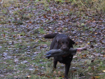 Labrador med elgben