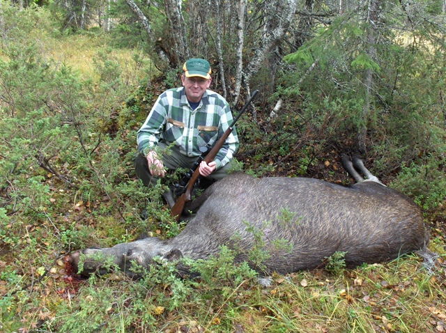 Elgjagt i Sverige 2010 - vellykket afslutning p eftersg