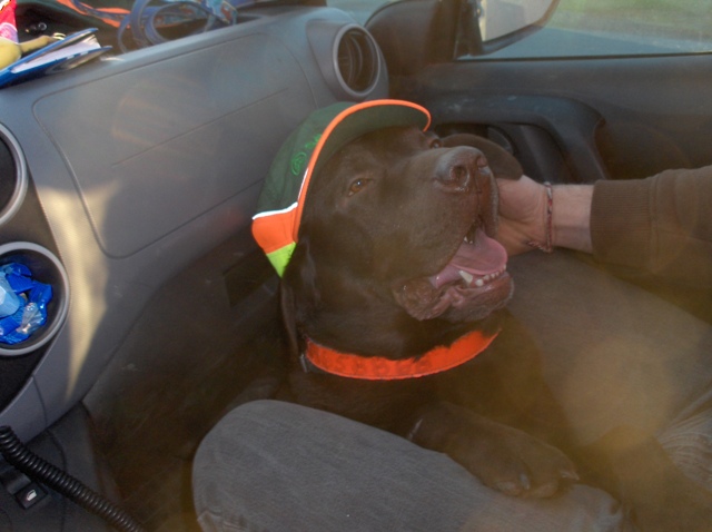 Hunden fik lov til at ligge fremme i bilen