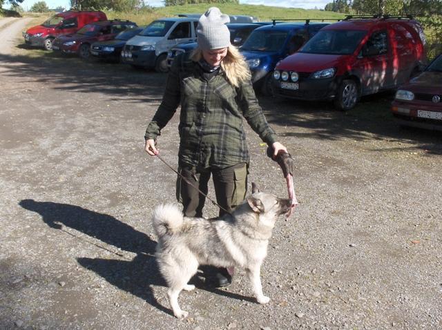 Ung gråhund