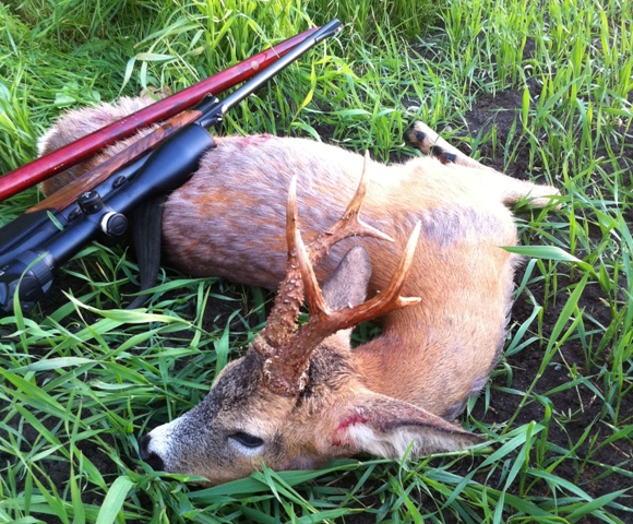 Very good Roebuck. Photo: Anders L.