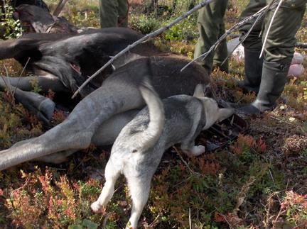 Elgjagt med hund / skydestok.dk