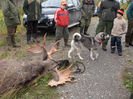 Hundejagt /skydestok.dk