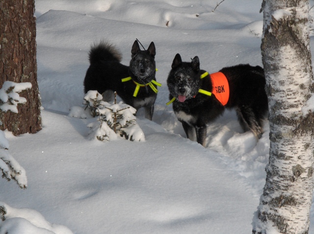 To  jagthunde af racen laika i -18 og dyb ls sne.