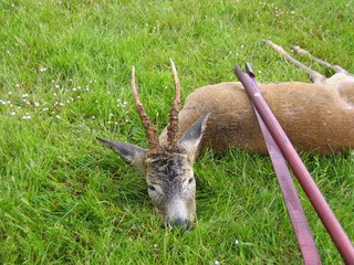 Roe buck 17.5.2007.  Photo Finn J.