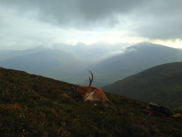 Stag in the highlands of Scotland. Photo J.C.