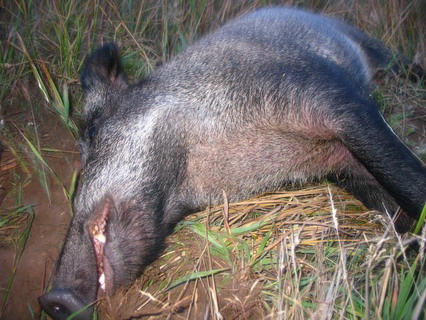 Pig, Photo KBL / skydestok.dk