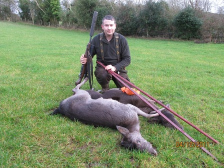 2 doe from Ireland. Photo K.H.