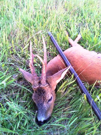 Danish roe buck 2009. Photo Kasper VJ.