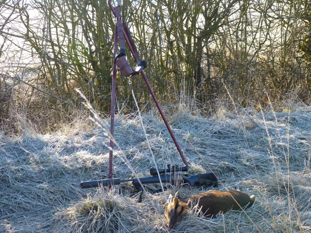 Skjutkpp och Muntjac i England. Foto Jim R.