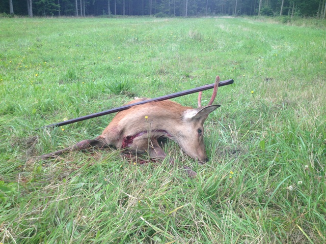 Hjort nerlagd med hjlp av skjutkppen. Foto NPH.