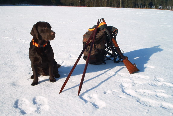 Brun labrador, skydestok, rygsk og riffel / skydestok.dk