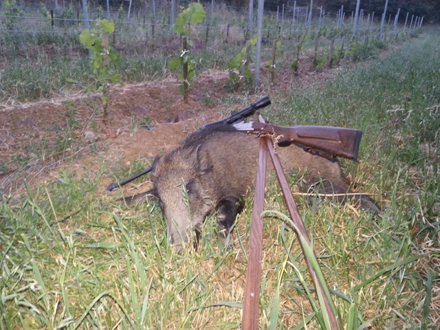 Vildsvin nr. 2 nerlagd mellam vinrankorne i Frankrike. Foto:G.C. France