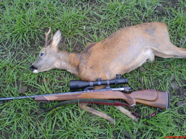 Roe buck hunting with rifle stick Photo K. Pedersen / skydestok.dk