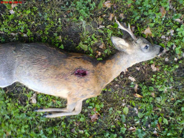 Pirschstock und Jagd auf Reh. Photo K. Pedersen / skydestok.dk