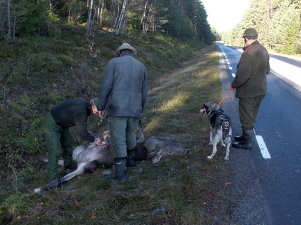 Vägpass vid älgjakt / skydestok.dk